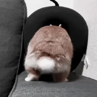 🐇