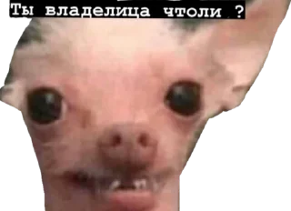 🍤