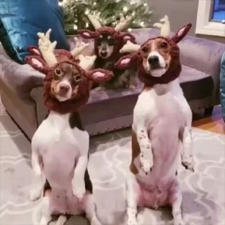 ⭐