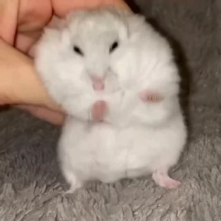 🐭