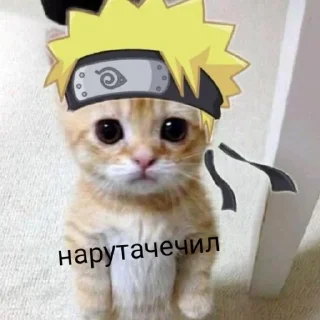 😼