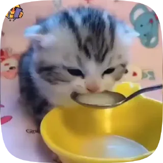 🐈