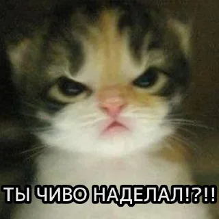 😺