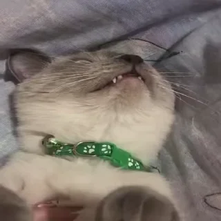 🐈