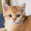 котёнок Ра