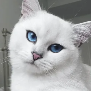 💙