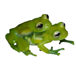 🐸