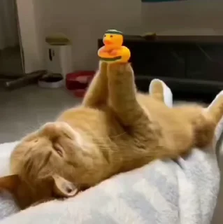 🐱