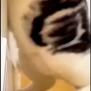 🤩
