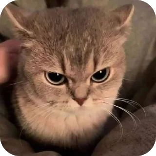 🐱