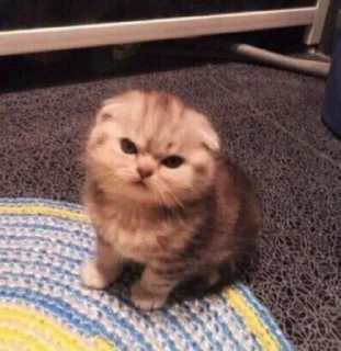 🐱