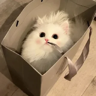 🐈