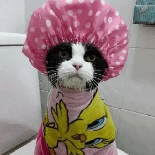 🐈