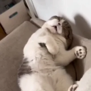 🐈