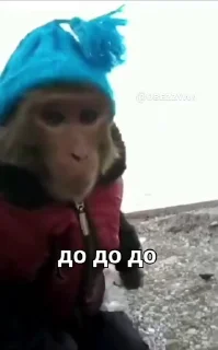 🐵