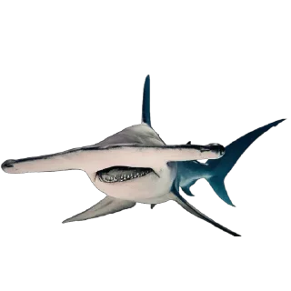 🦈