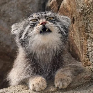 😠