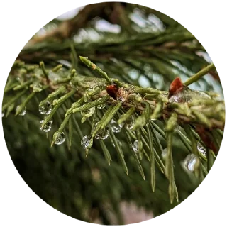 🌲