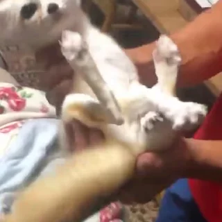 🦊
