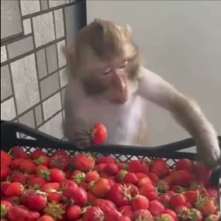 🍓