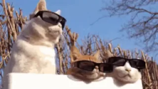 😎