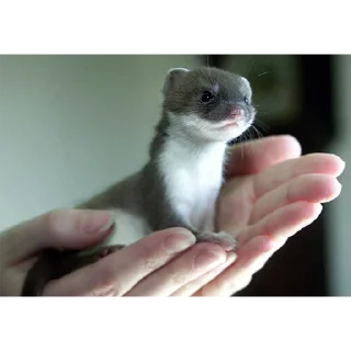 🤲