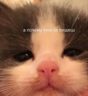 Cats :: @fStikBot