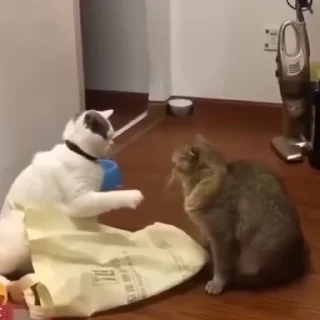 🐈