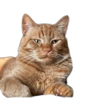 🐱