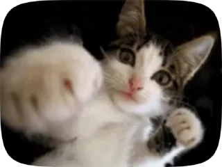 😺