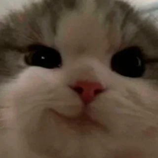 😽