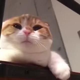 🐈‍⬛