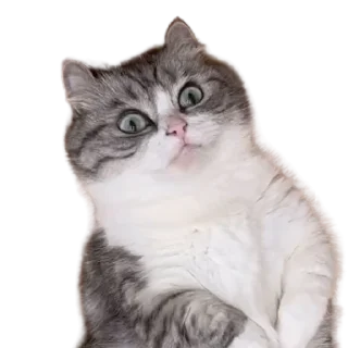 😺
