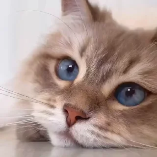 🤩