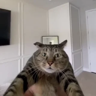 😺