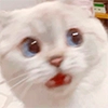 Nana the charming cat