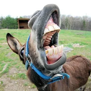 🤪