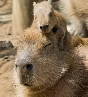 🐗