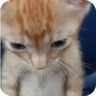 🐱