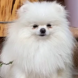 🤩