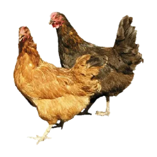 🐣