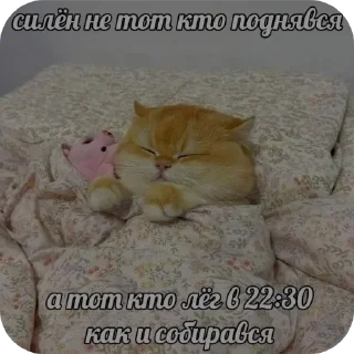 🐱