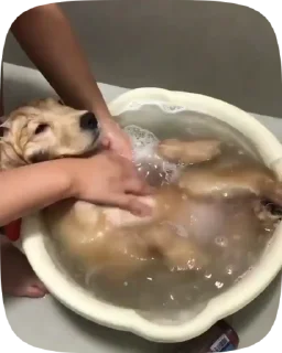 🐶