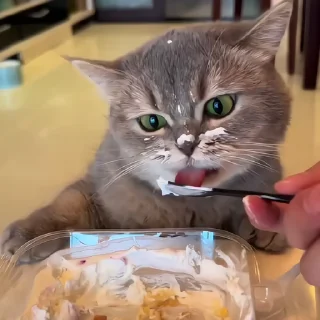 🐈‍⬛️