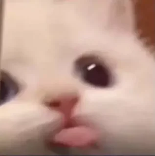 🤑