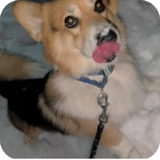 🐶