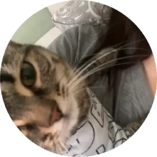 😽