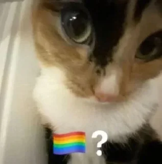 🏳️‍🌈