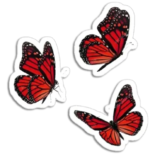 🦋