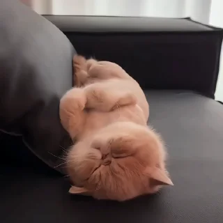 🐈‍⬛️